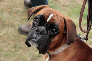 Tina Wermelskirchen Junghundetraining