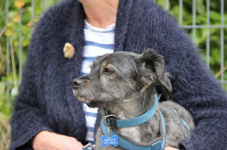 Tina Wermelskirchen Einzelcoaching für Hundehalter
