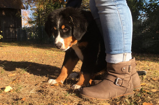 Tina Wermelskirchen Welpenstunde