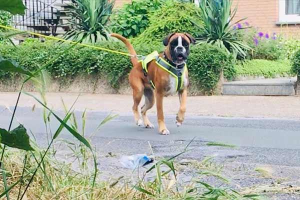 Tina Wermelskirchen Hundetraining Wanderungen